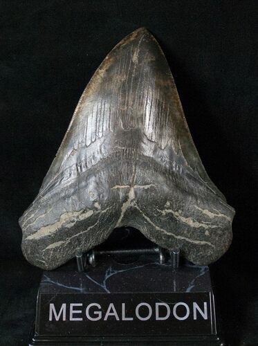 Giant Megalodon Tooth - Distinctive Virginia Colors #15881